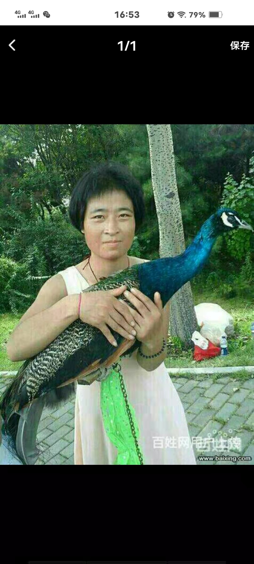 杨莲春 - 杨莲春